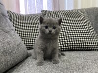 1 erkek ve 1 dişi british shorthair