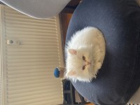 3.5 aylık erkek chinchilla yavrumuz sahiplendirilecektir