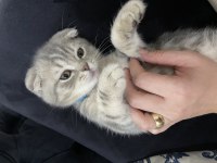 Scottish Fold 6 Aylık