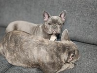 4 Aylık Dişi Mia French Bulldog