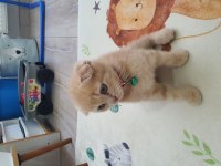 2 Aylık Erkek Scottish Fold