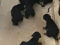 King Doberman yavruları