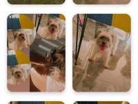 Terrier ÜCRETSİZ DEĞİLDİR