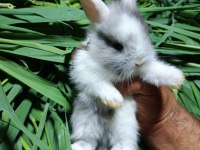 Netherland dwarf tavşan cücelerimiz mevcuttur