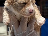 Sevimli maltipoo yavrularımız