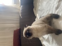 Mavi gözlü minimal scottish fold kedimiz