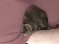 Ücretsiz British Shorthair Blue Cream