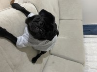 Acil sahiplendirilecek pug