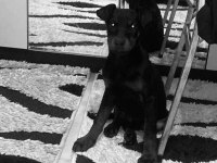 Safkan Doberman