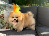 Orjinal Pomeranian Boo 