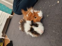 guinea pig 2 aylık