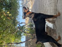 Erkek 3 yaşında doberman çok iyi bodyguard eğitimi var