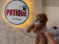 Premium Toy Poodle Yavruları