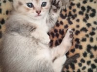 Scottish fold yavru