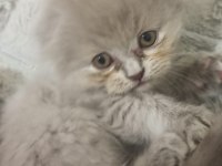 YAVRU SCOTTİSH KEDİMİZ GRİ BEYAZ