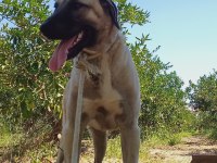 2 yaşında anadolu çoban köpeği