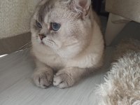 Erkek 2 yaşında CBA Sertifikalı British Shorthair