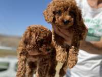 Çiftliğimizde toy poodle ları görüp ala bilirsiniz