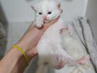 4 adet bebiş dişi ve erkek karışık kediler