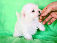 kore maltese a class
