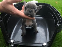23 Kasım doğumlu blue french bulldog yavrumuz
