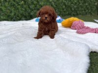 AŞILI PASAPORTLU MİKROÇİPLİ TOY POODLE YAVRULARIMIZ 