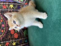 Golden British Shorthair Yavrusu
