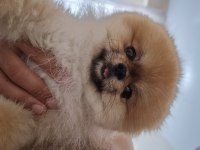 İzmir dişi eş pomeranian çiftleştirme ilanıdır