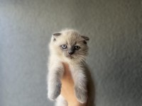 SCOTTISH FOLD BLUE POİNT YAVRULARIM