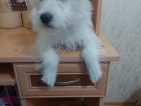 5 aylık 0 numara dişi terrier