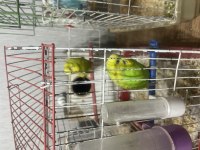Uyguna verilecek muhabbet kuşu başka şehre gönderim yoktur