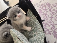 Scottish Fold Yavru Kedilerimiz