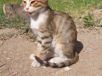 Yavru Tekir Sokak Kedisi
