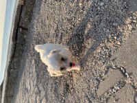 45 günlük maltese terrier