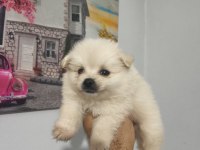 Pomeranian Boo Yavruları
