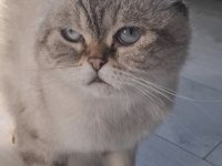 Kızım Nazlı Scottish Fold