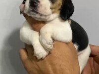 BEAGLE YAVRULAR