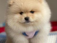 A KALİTE POMERANİAN BOO CİNSİ KÖPEĞİMİZ
