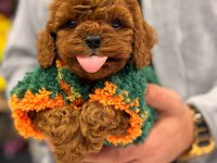 Podyum güzeli poodle