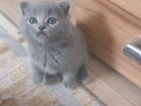 Scottish Fold Ve British Yavrular