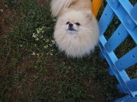 Pomeranian Boo Dişi Üst Düzey Erkek