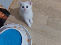 KEHRİBAR GÖZ BRİTİSH PAŞAM HAZIR BEMBEYAZ