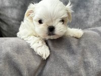 Teacup Kore Maltese Terrier Büyümeyen Irk Orjinal