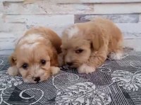 Tüm renk maltipoo köpekler mevcut