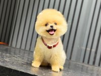 Sevimli pomeranian safkan köpekler