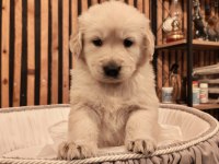 Baby face safkan golden retriever yavruları