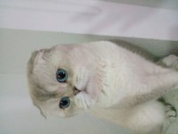 Muhteşem scottish fold güzellik