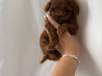 TEACUP RED BROWN DİŞİ TOY POODLE