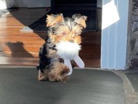 Dişi erkek yorkshire terrier