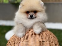 Sevimli Pomeranian Yavrular